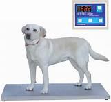 PETLIFT WALK-ON DIGITAL WEIGH SCALE