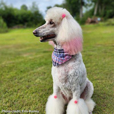 DAVIS STUDIO COLOR DEPOSITING SHAMPOO