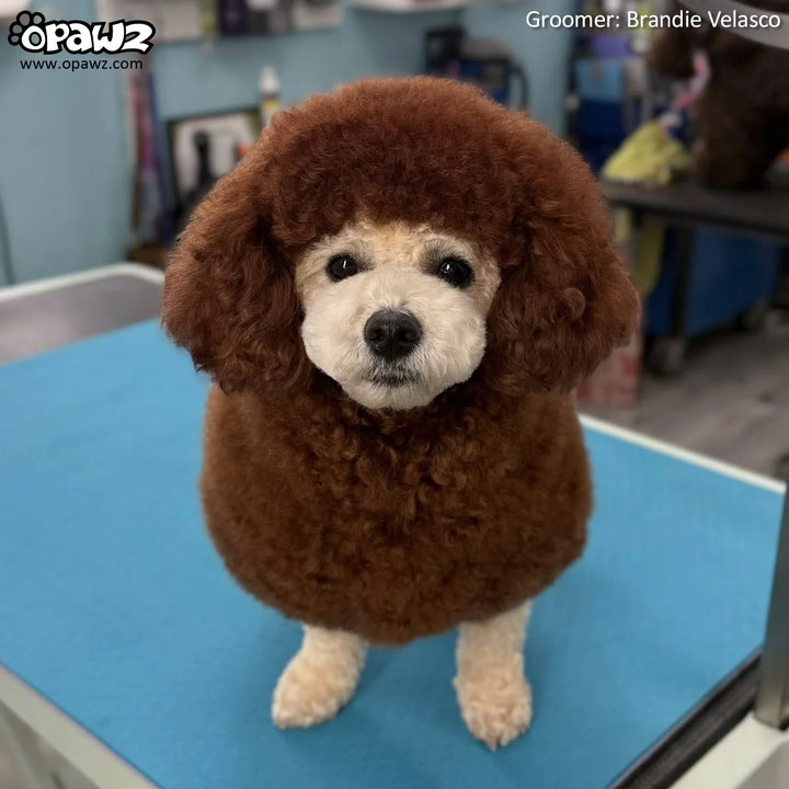 OPAWZ PET HAIR DYE PERMANENT