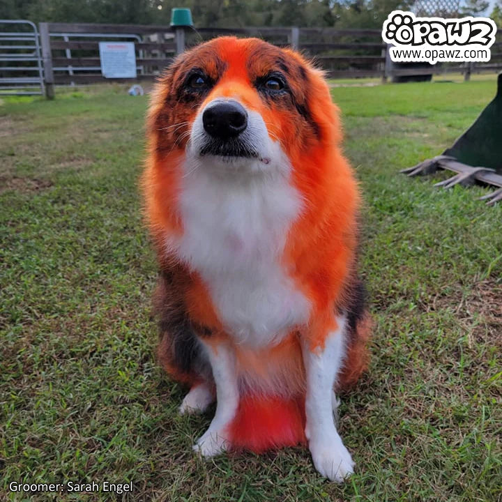 OPAWZ PET HAIR DYE PERMANENT