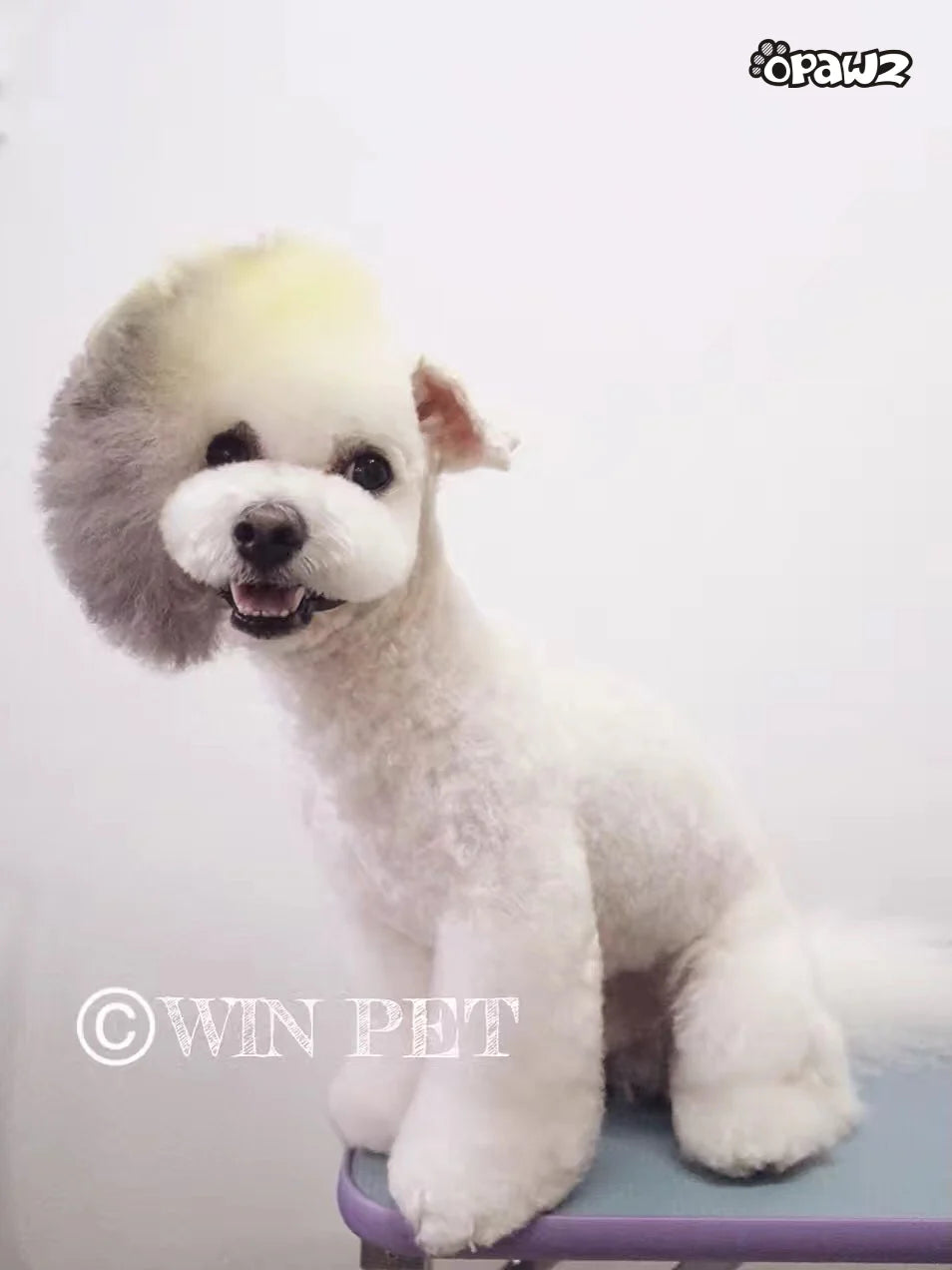 OPAWZ PET HAIR CHALK 4g