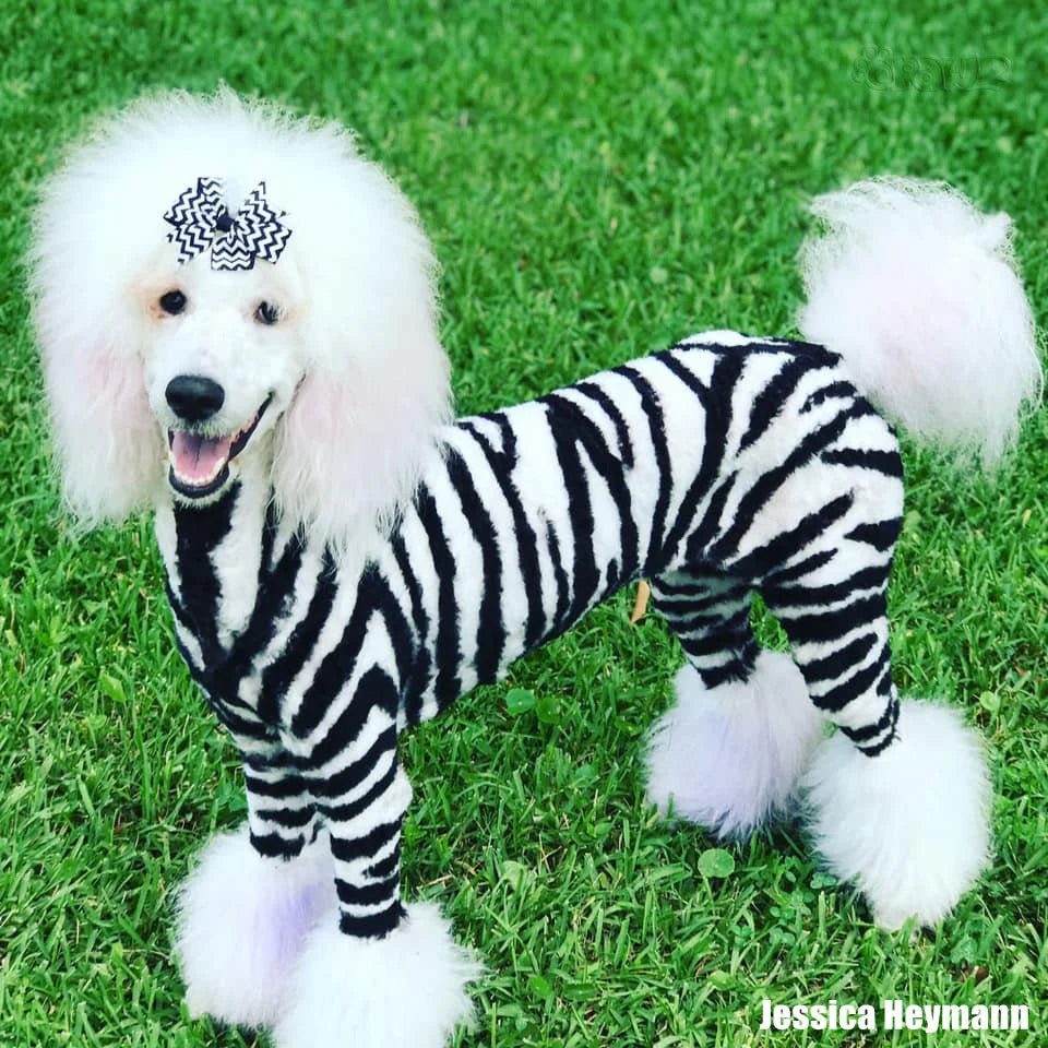 OPAWZ PET HAIR DYE PERMANENT