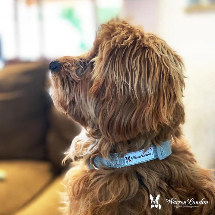 WL FABRIC DOG COLLAR GRAY