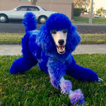 Dog Hair Dye Cobalt Blue 8oz