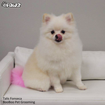 Dog Hair Dye Charm Pink 8oz