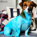 Dog Hair Dye Innocent Blue 5.3 oz