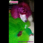 Dog Hair Dye Profound Green